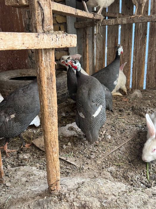 Сесарка товук брама товук курка куён сотилади