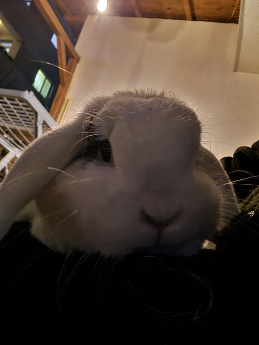 Vand iepure rasa berbec