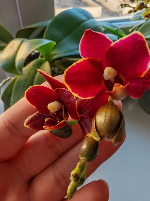 Фаленопсис Азиат