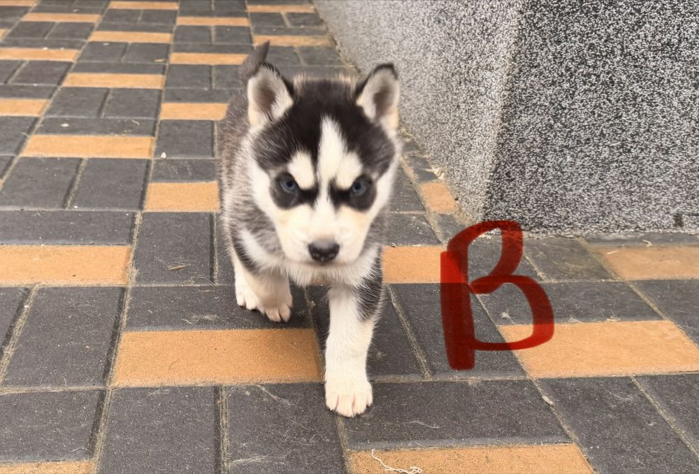 Baiat husky siberian
