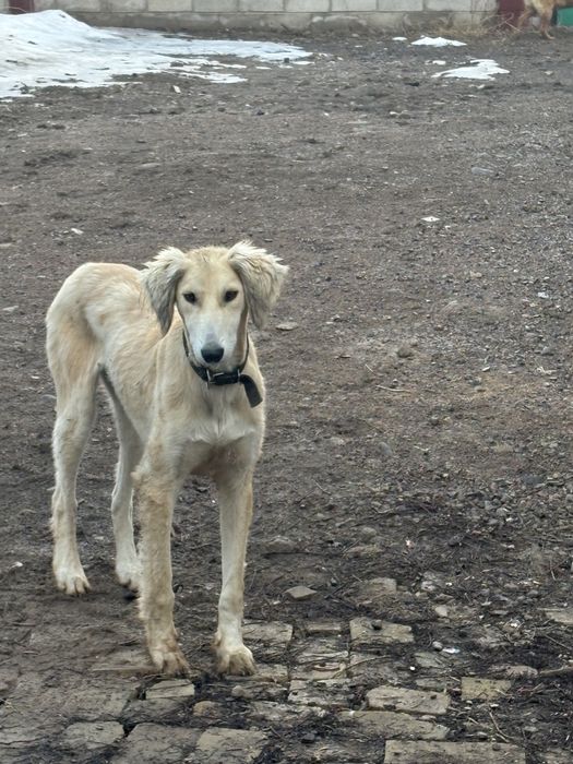 Құмай тазы 6 айлық