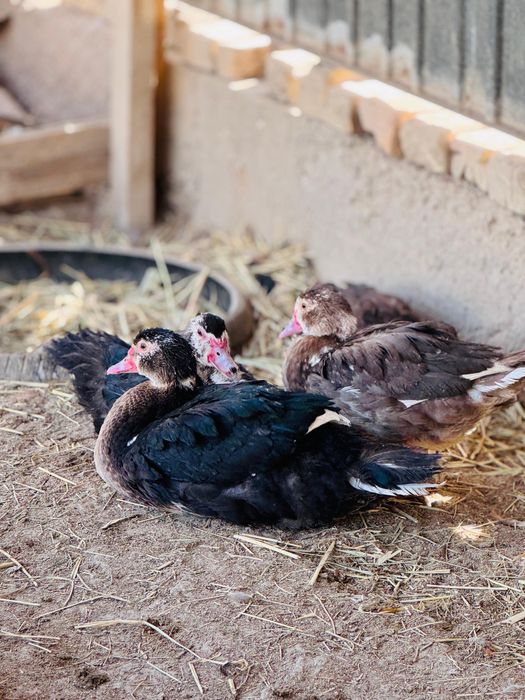 Индаутка сатылады