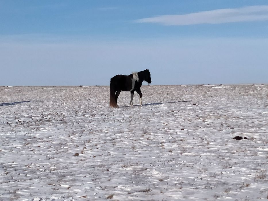 Продам жеребца 5лет