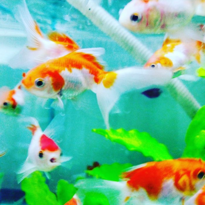 Аквариум.Навои Фрунзе