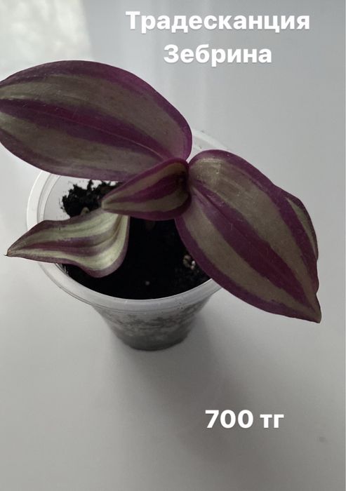 Традесканции