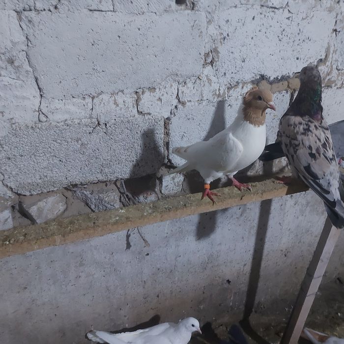 Сарыбас голубка лет с игрой