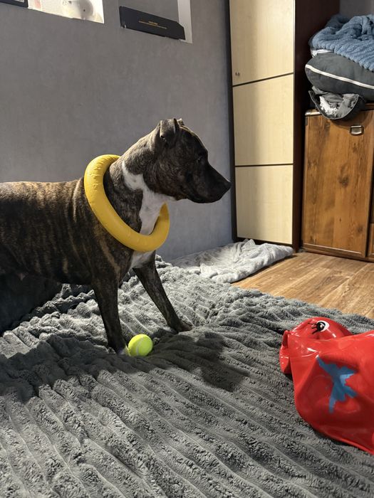 Питбуль вязка девочка