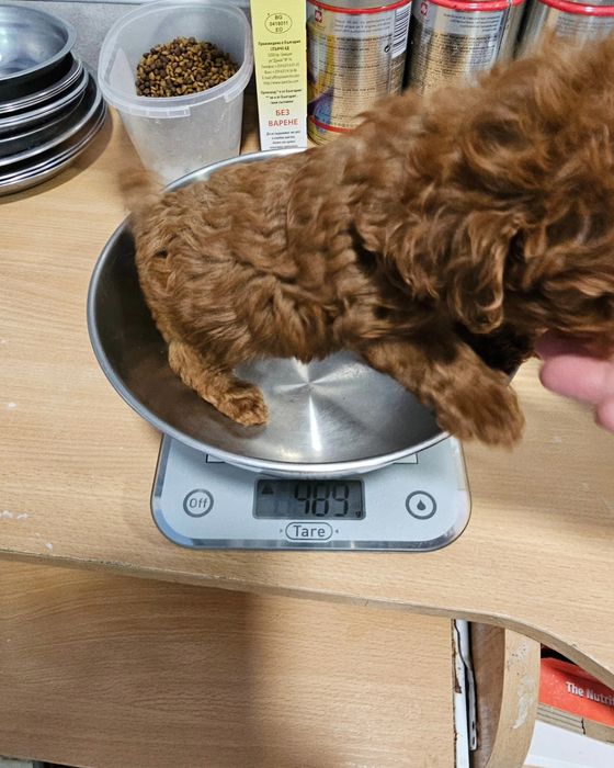 Микро пудел [micro poodle] развъдник Хасково БАБХ