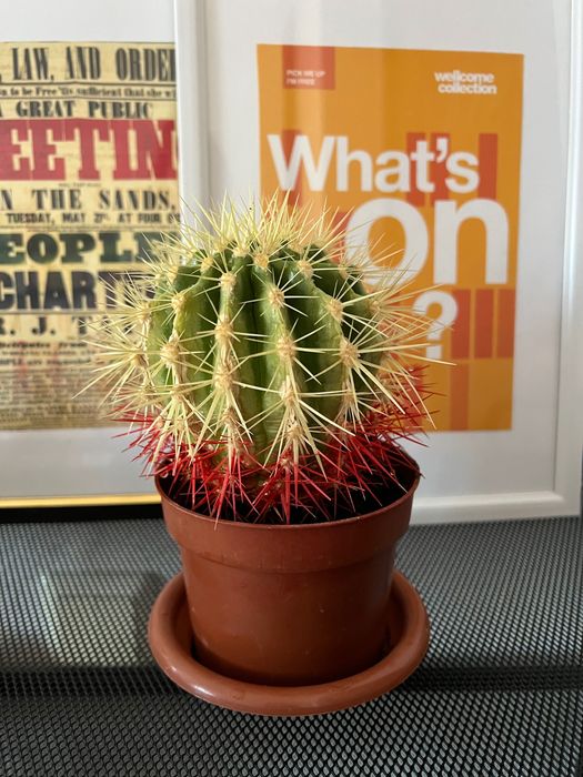 Продам кактус echinocactus