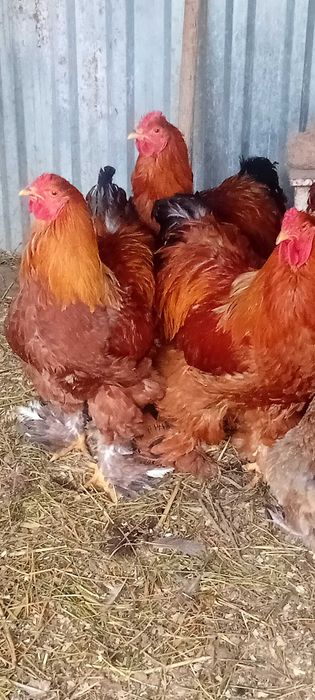 Cocosi Brahma 7 luni