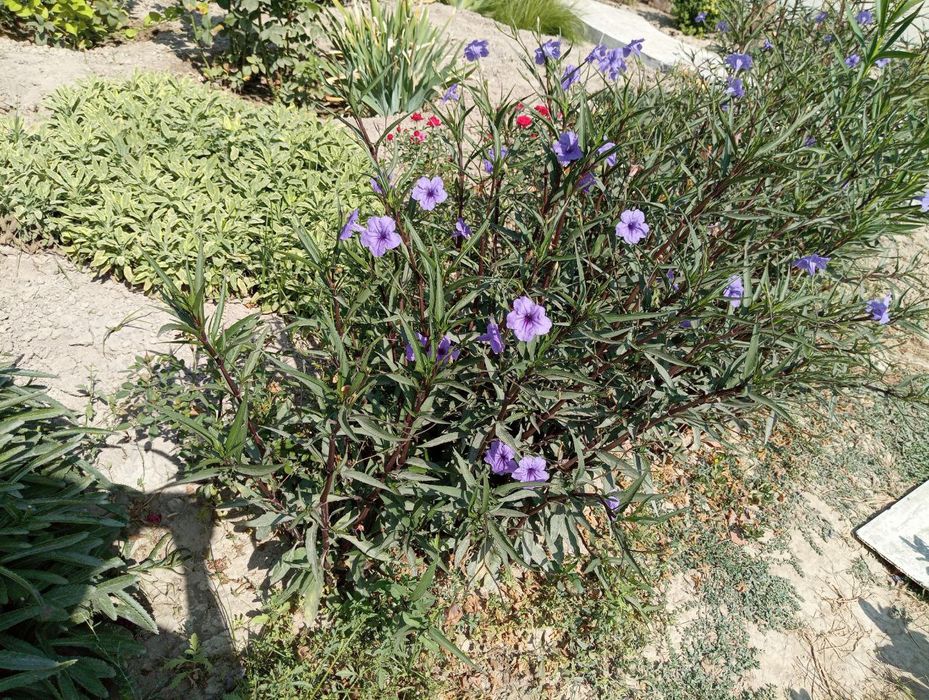 Tabiy gullar sotiladi