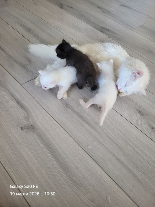 Отдам котят в добрые руки