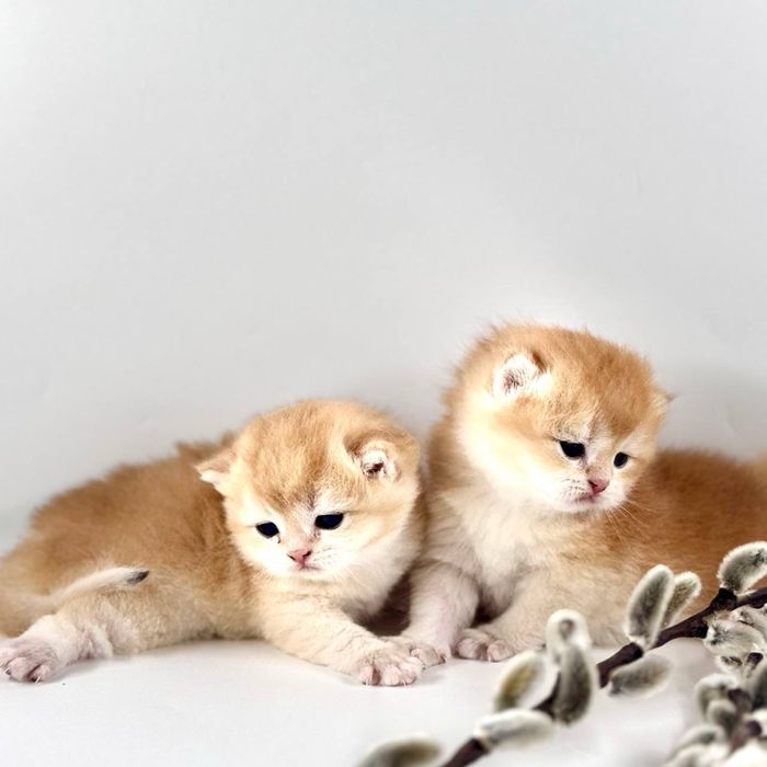 Котятки шиншилки золотинки