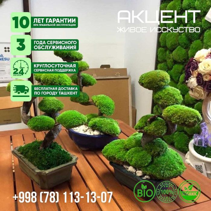 "Акцент" фитокартины