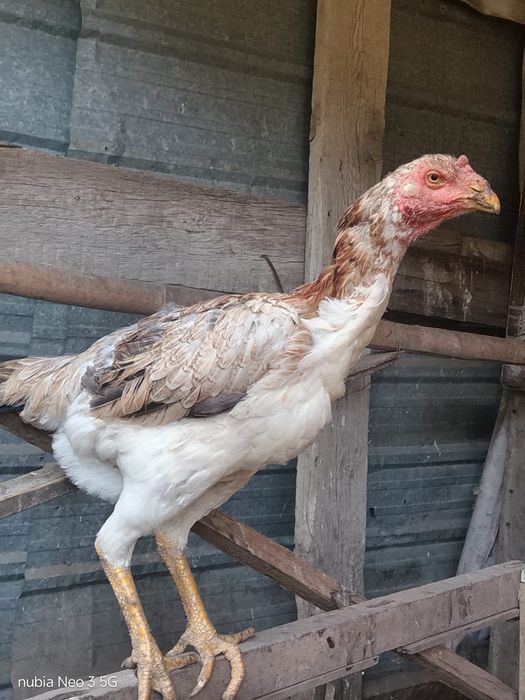 Продам срочно с визи переездом