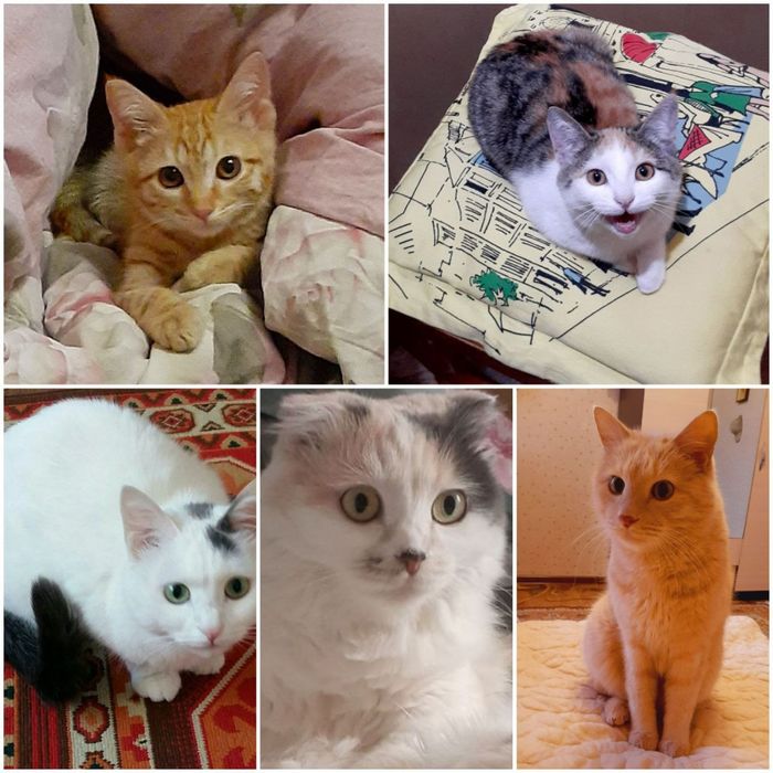 Ищу дом для Симбы.