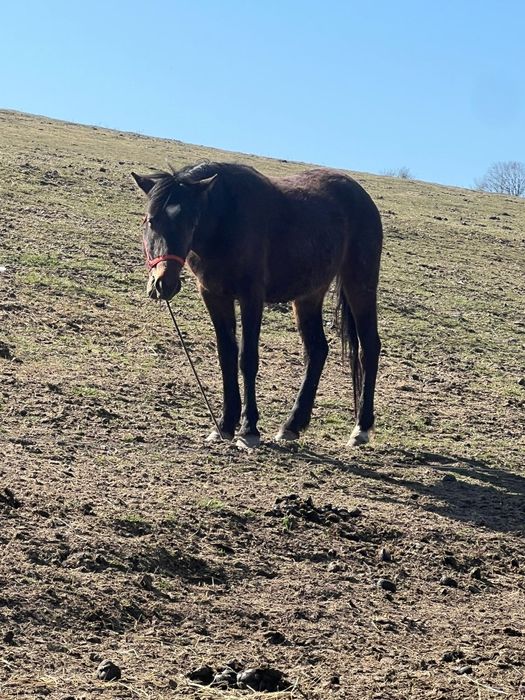 Schimb 2 manze de 2 și 3 ani cu vaca cu vitel