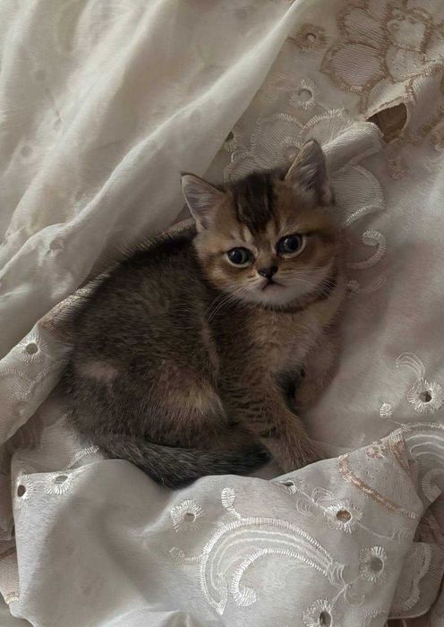 породистые котята