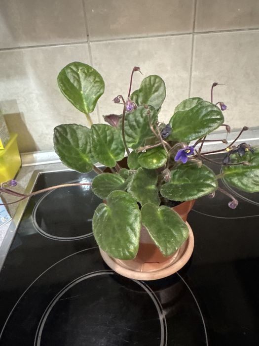 Комнатные цветы каждый 1500