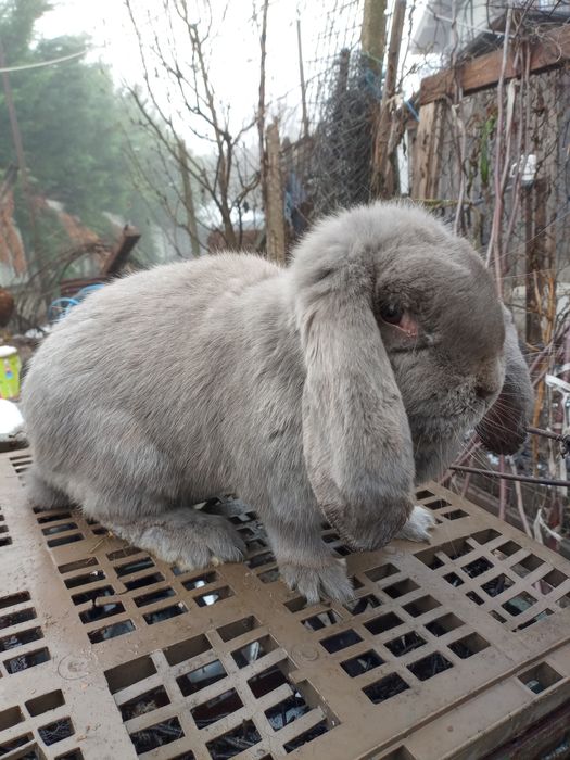 Vând iepuri berbec german