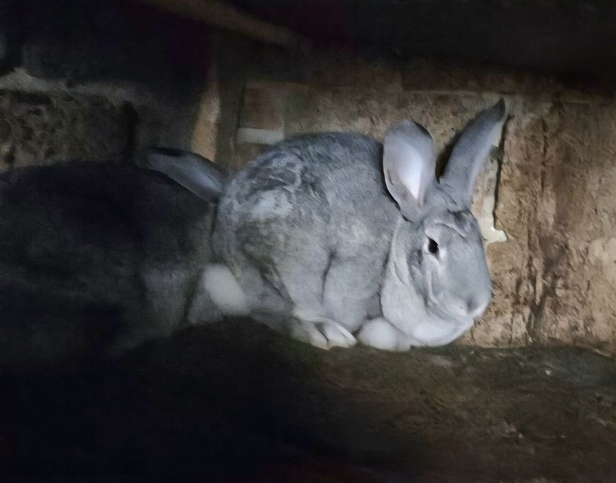 Vând Iepuri Uriaș German