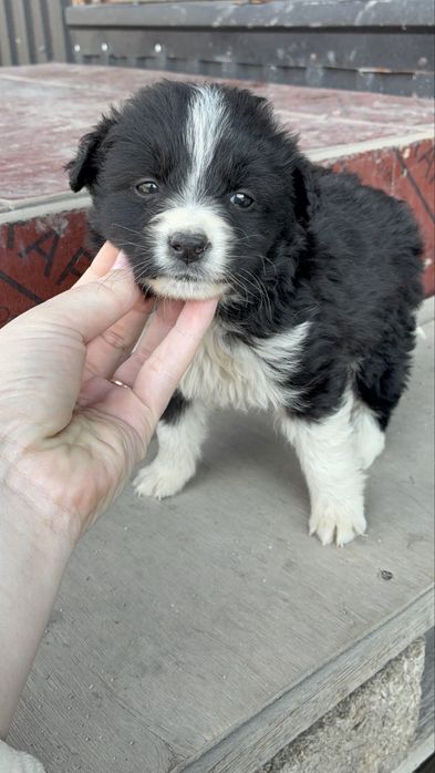 Бездомные щенки девочки и мальчики