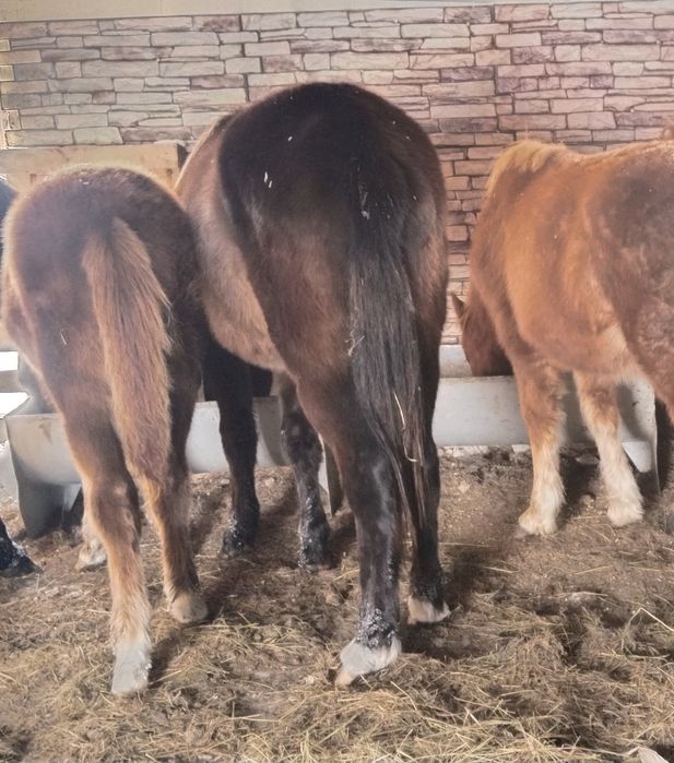 Продам жеребенка 7 мес мальчик