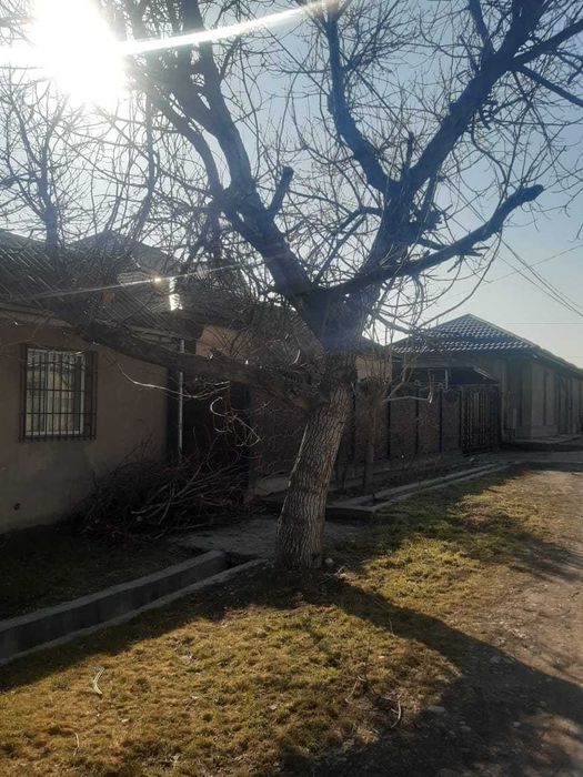 отдам бесплатно урюковое дерево