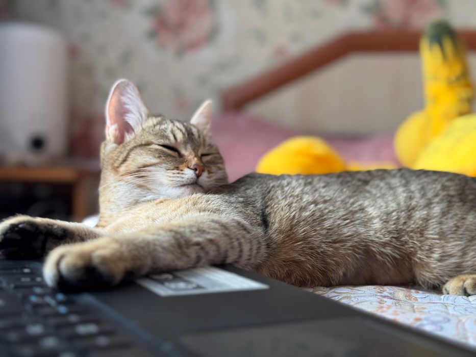 Домашняя кошка в добрые руки