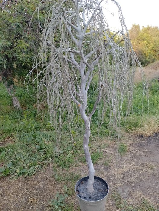 Продам декоративные деревья