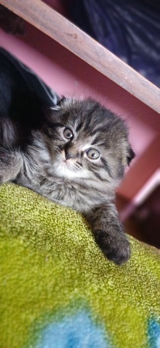 Продаются котята