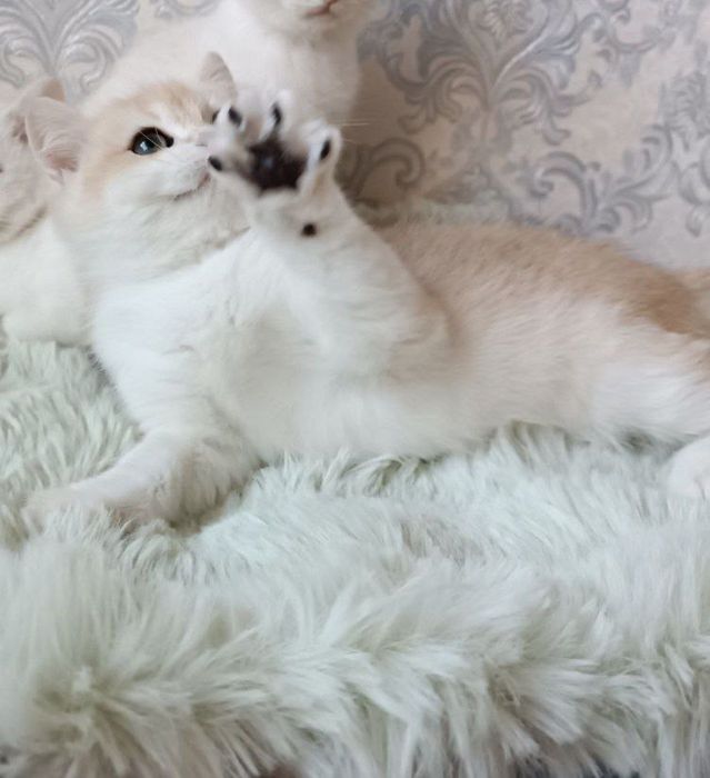 Британский шиншилла