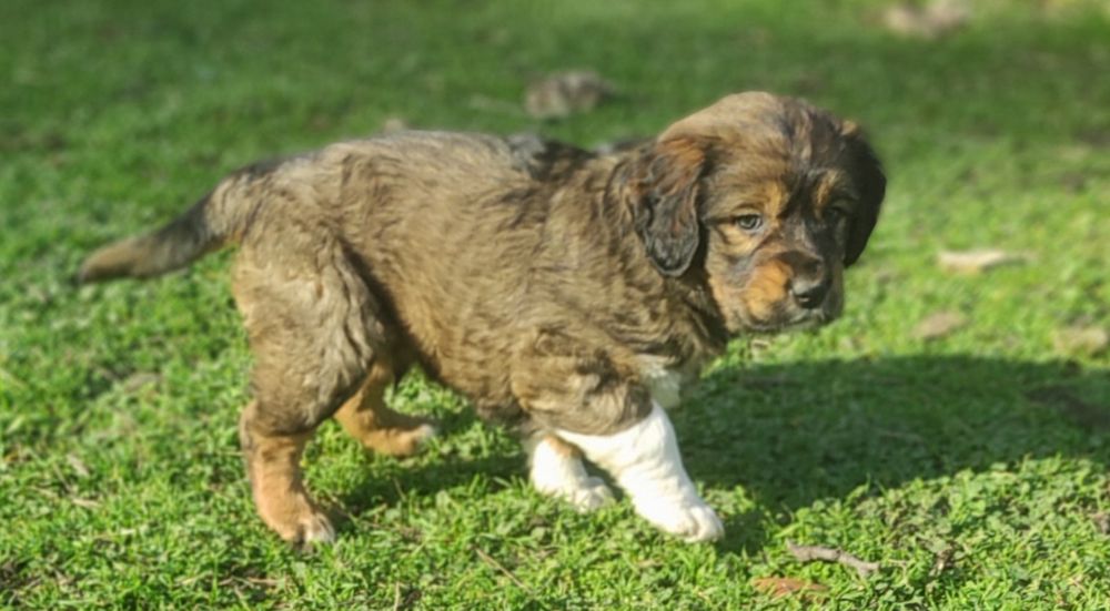 Бретон шпаньол,братче и сестриче