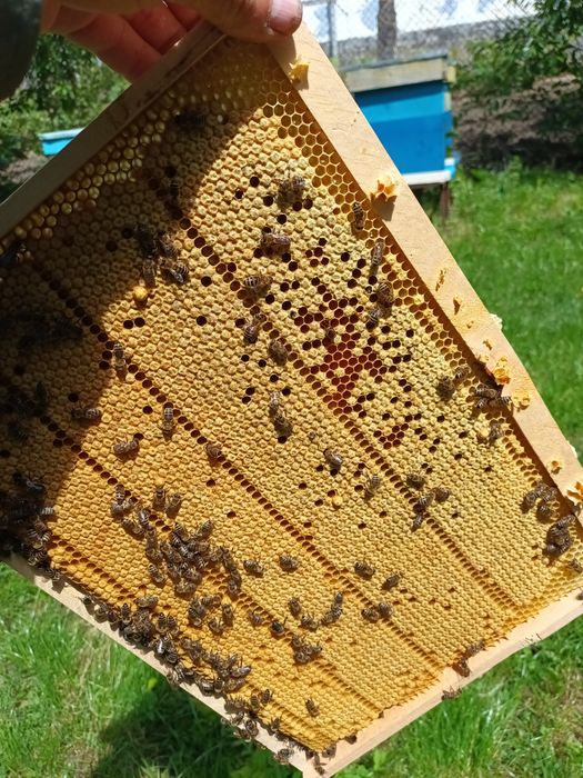 Miere albine de la producător