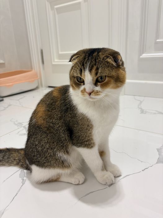 Скоттиш фолд. Девочка
