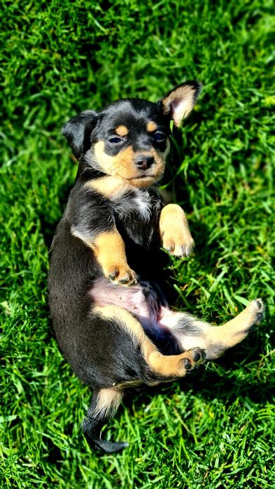 Чистокръвни Пинчери