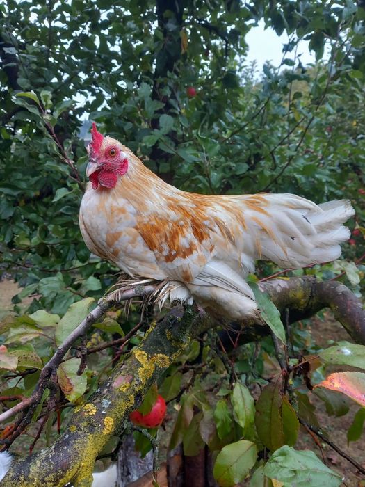 Cocoși mii de flori