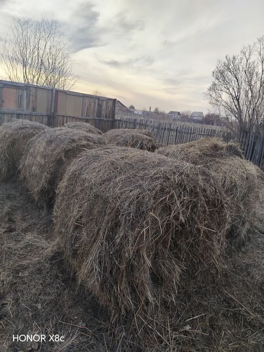 Продам сено луговое.