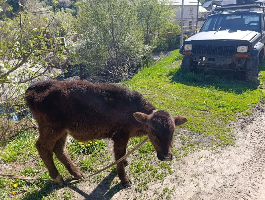 Телята бычок еркек бузау
