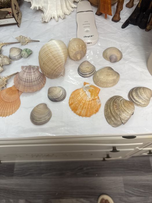 Продам набор ракушек за 2500