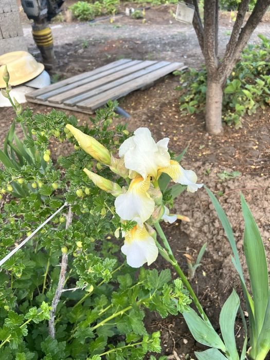 Многолетние цветы