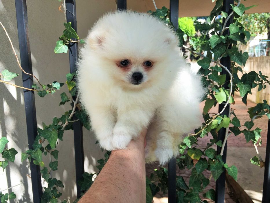 Померан мини Померанчета