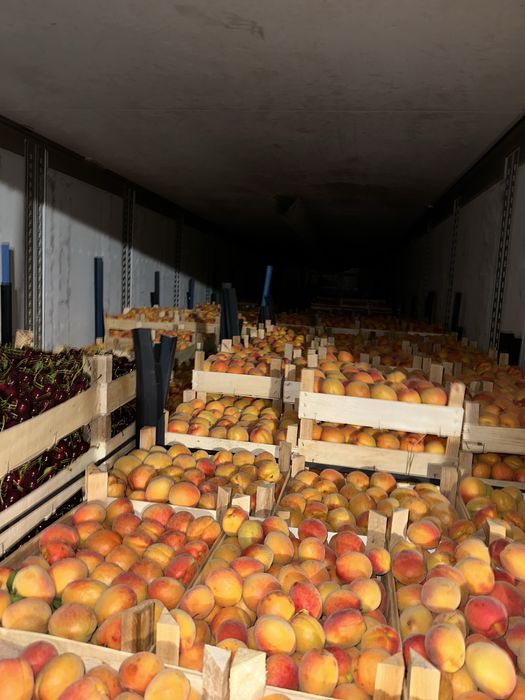 Vand Caise si Visine , Piersica ,Nectarina, Prune