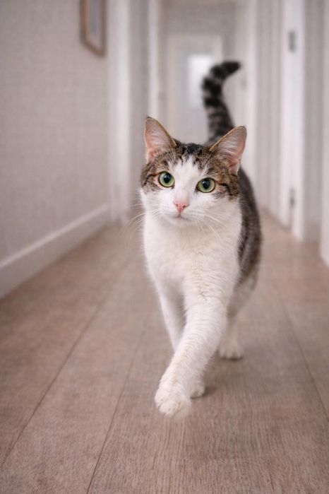 Кот самый нежный