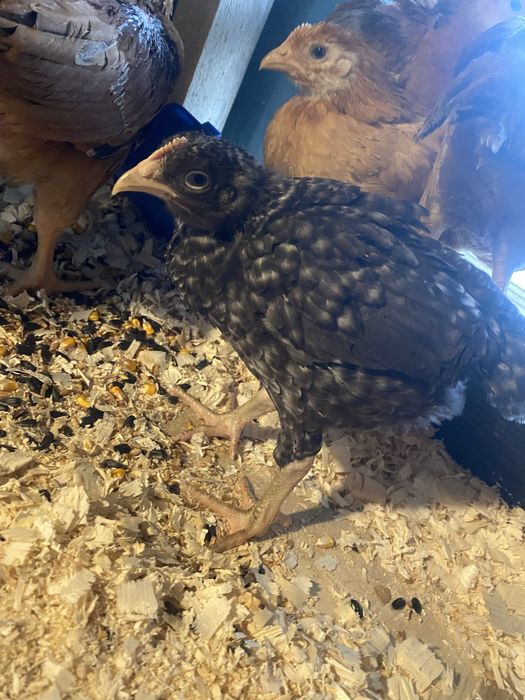 Pui de gaina  varsta 2 luni