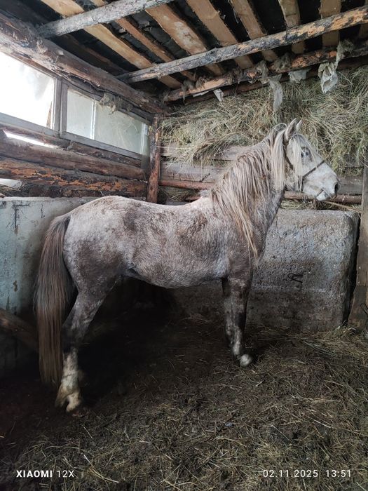 Продам жеребец 7 лет тай айгыр