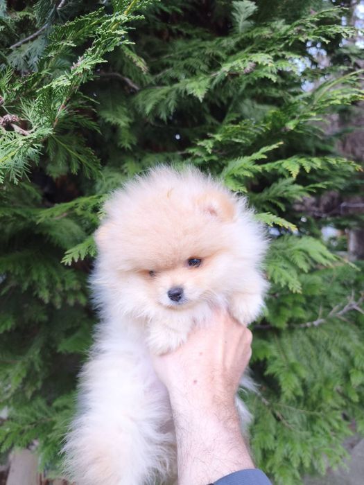 Померан мъжки и женски