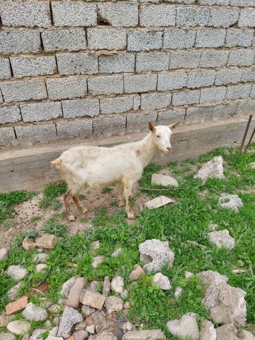 Эчки сотилади Заненский 10 ойлик