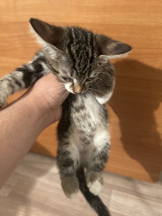 Умные ходит в туалет чистые