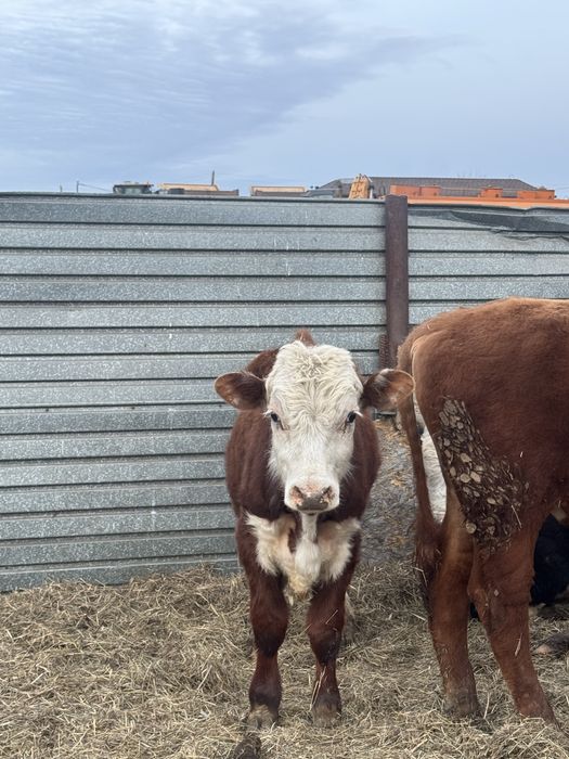 2 ақбас сатылады